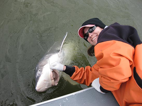 Oversize Sturgeon